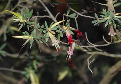 Styphelia triflora