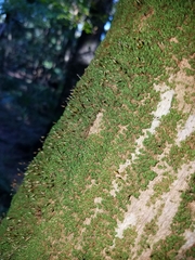 Tortella flavovirens