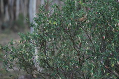 Styphelia triflora