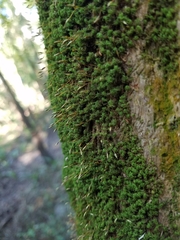 Tortella flavovirens