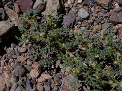 Ambrosia Cocklebur (Xanthium ambrosioides)
