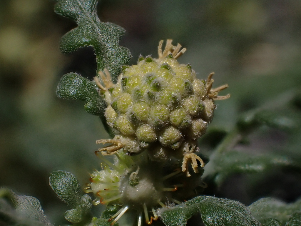 Acanthoxanthium