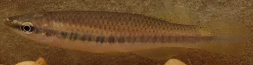 Fundulus olivaceus