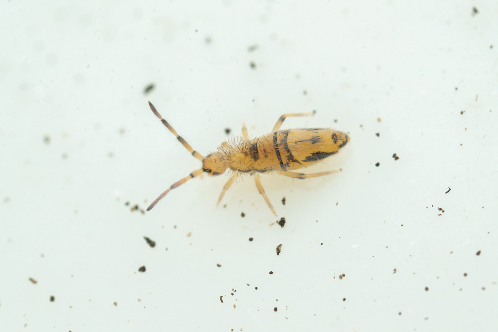 Entomobrya washingtonia