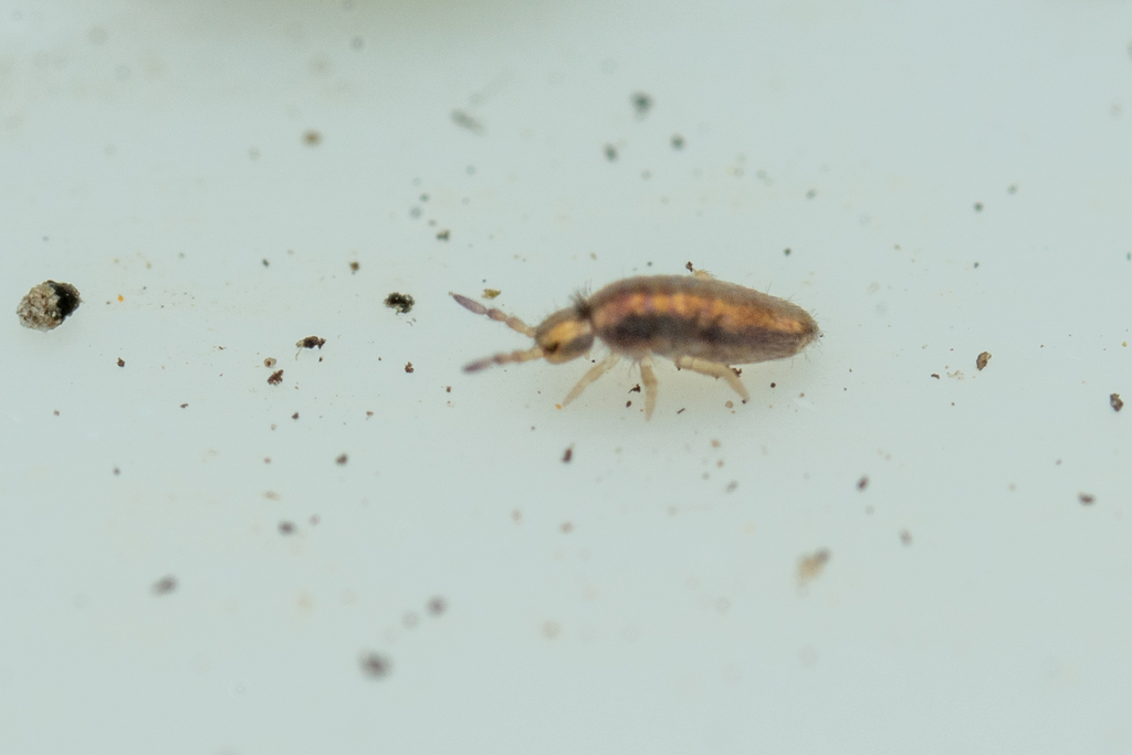 Lepidocyrtus lanuginosus