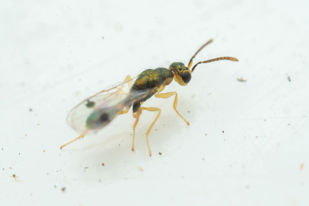 Bootanomyia dorsalis