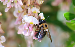 Styphnolobium affine