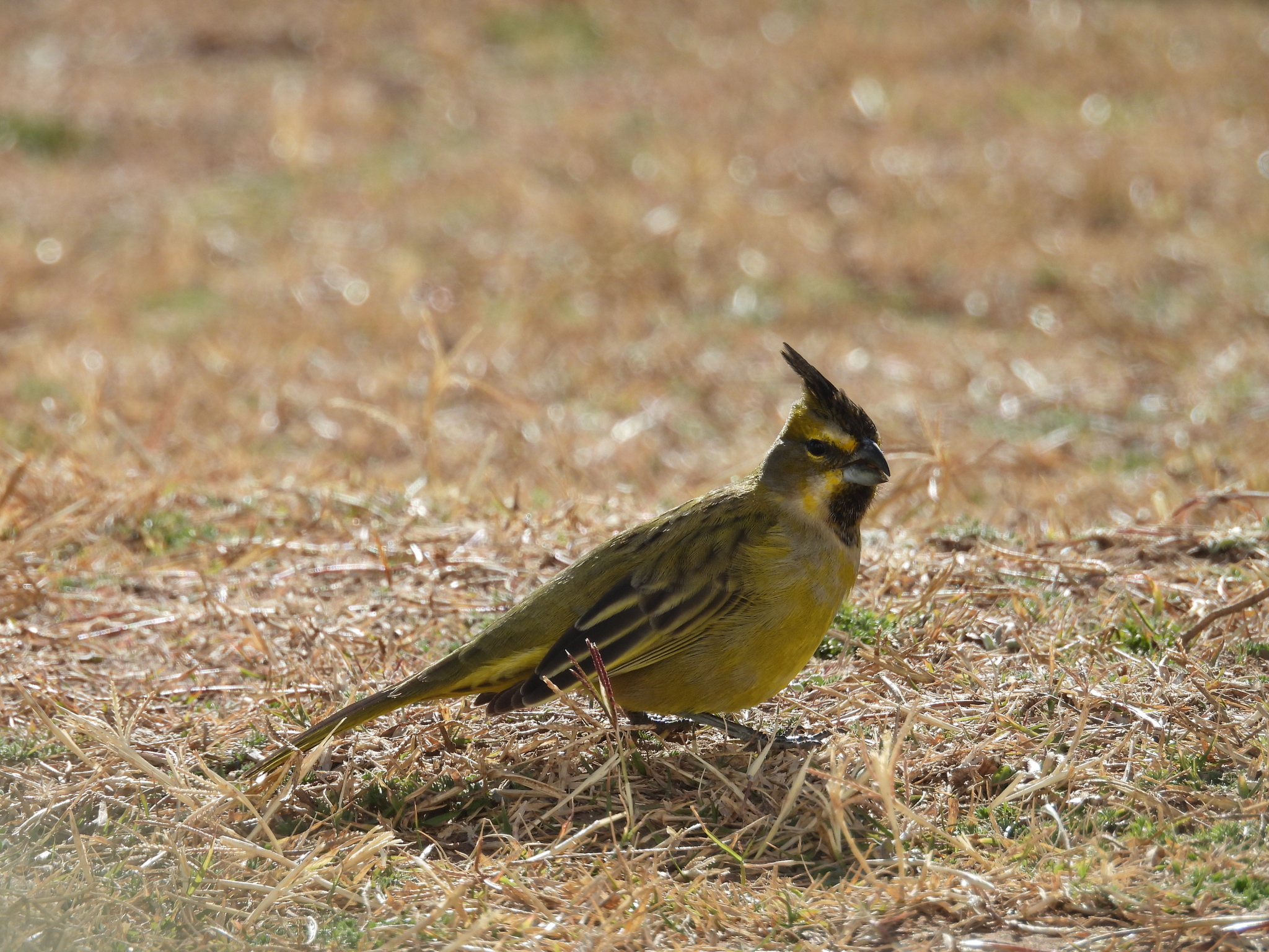 Yellow Cardinal (Gubernatrix cristata), photo 3