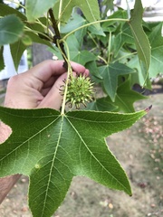 Liquidambar styraciflua