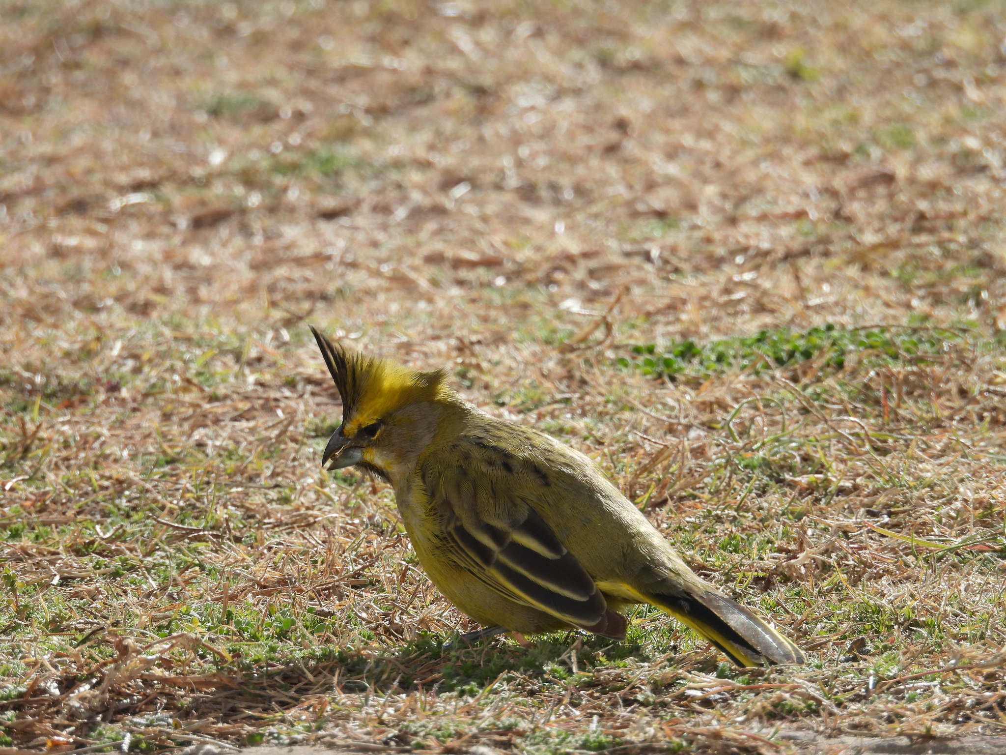 Yellow Cardinal (Gubernatrix cristata), photo 4