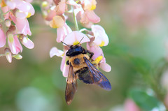 Styphnolobium affine