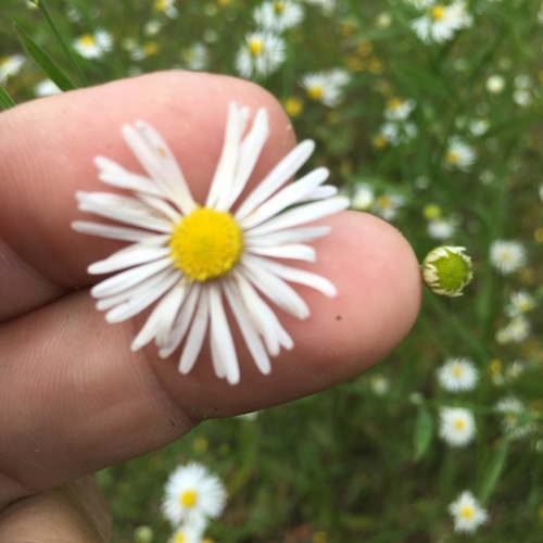 Boltonia caroliniana (Walter) Fernald