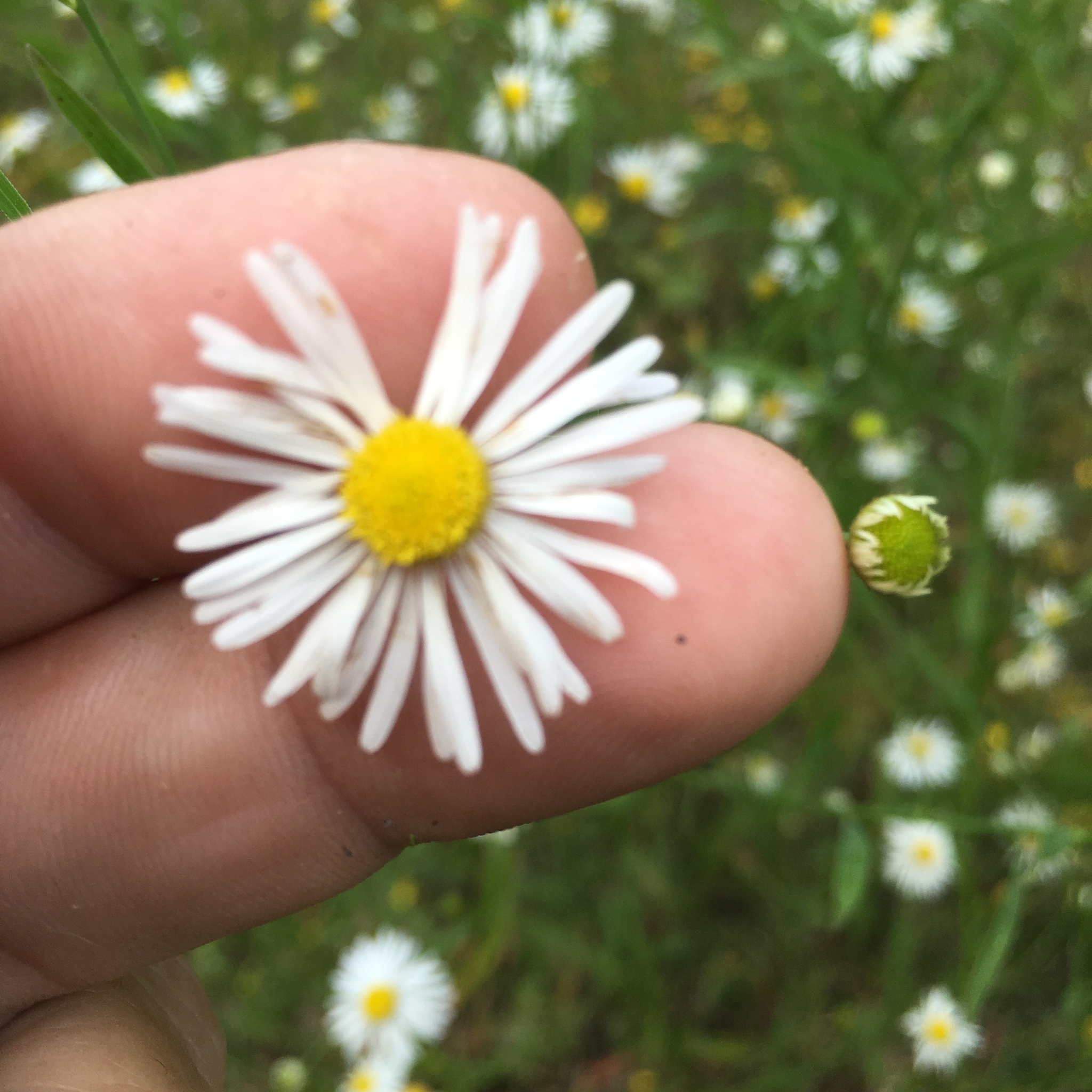 Boltonia caroliniana