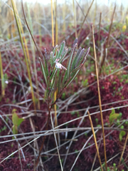 Andromeda polifolia glaucophylla