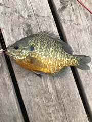Lepomis gibbosus × macrochirus