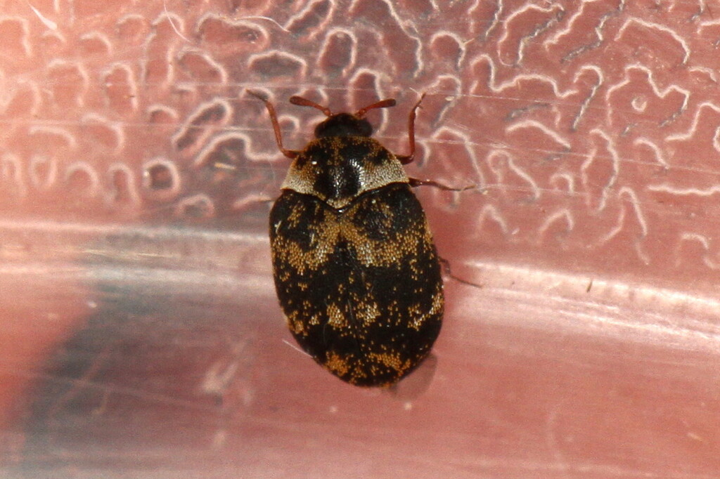 Mill Carpet Beetle from 54 Badem, Germany on June 21, 2025 at 06:06 PM ...
