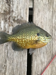 Lepomis gibbosus × macrochirus