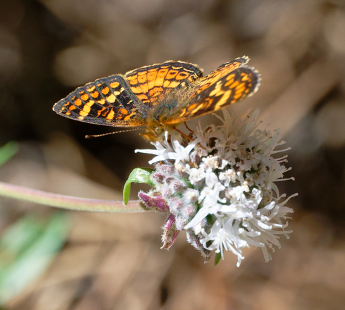 iNaturalist observation photo of Field Crescent