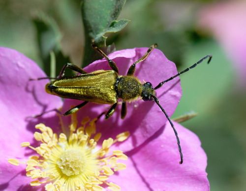 iNaturalist observation photo of Yellow Velvet Beetle