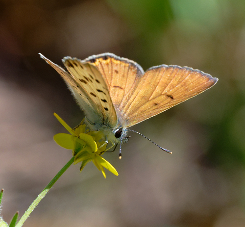 iNaturalist observation photo of Lilac-bordered Copper