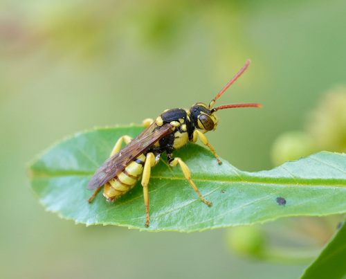 iNaturalist observation photo of Nomad Bees