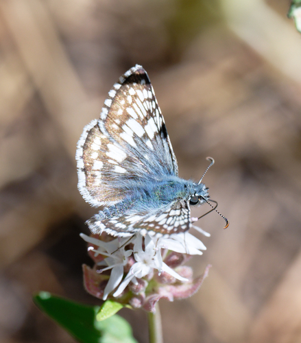 iNaturalist observation photo of Common Checkered-Skipper