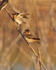 Petrochelidon fulva