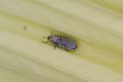 Trichobaris compacta