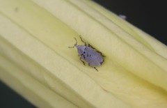 Trichobaris compacta