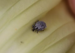 Trichobaris compacta