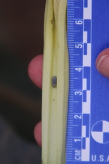 Trichobaris compacta