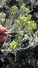 Cneorum pulverulentum