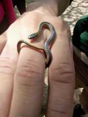 Erythrolamprus melanotus