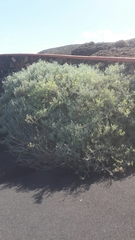 Cneorum pulverulentum