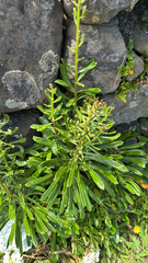 Campanula vidalii