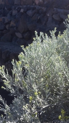 Cneorum pulverulentum