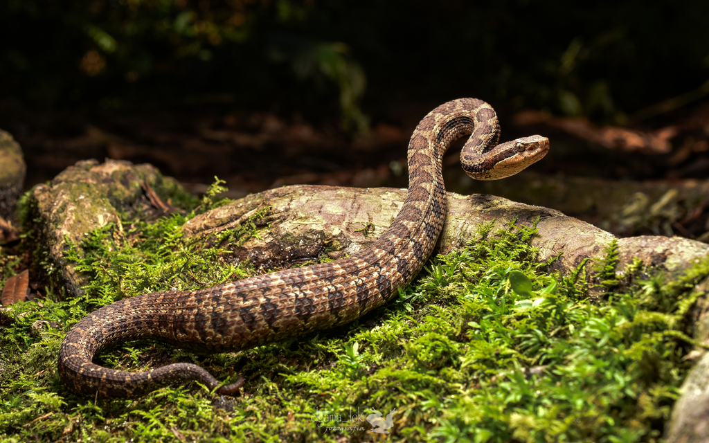 Tzotzil Montane Pit Viper (Cerrophidion tzotzilorum)
