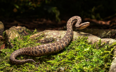 Tzotzil Montane Pit Viper photo 1