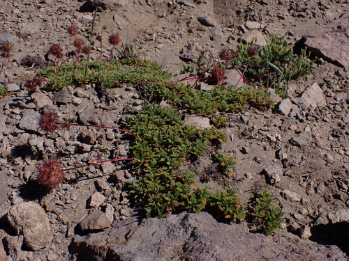 Acaena macrocephala (Acaena macrocephala)