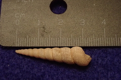 Turritella terebra