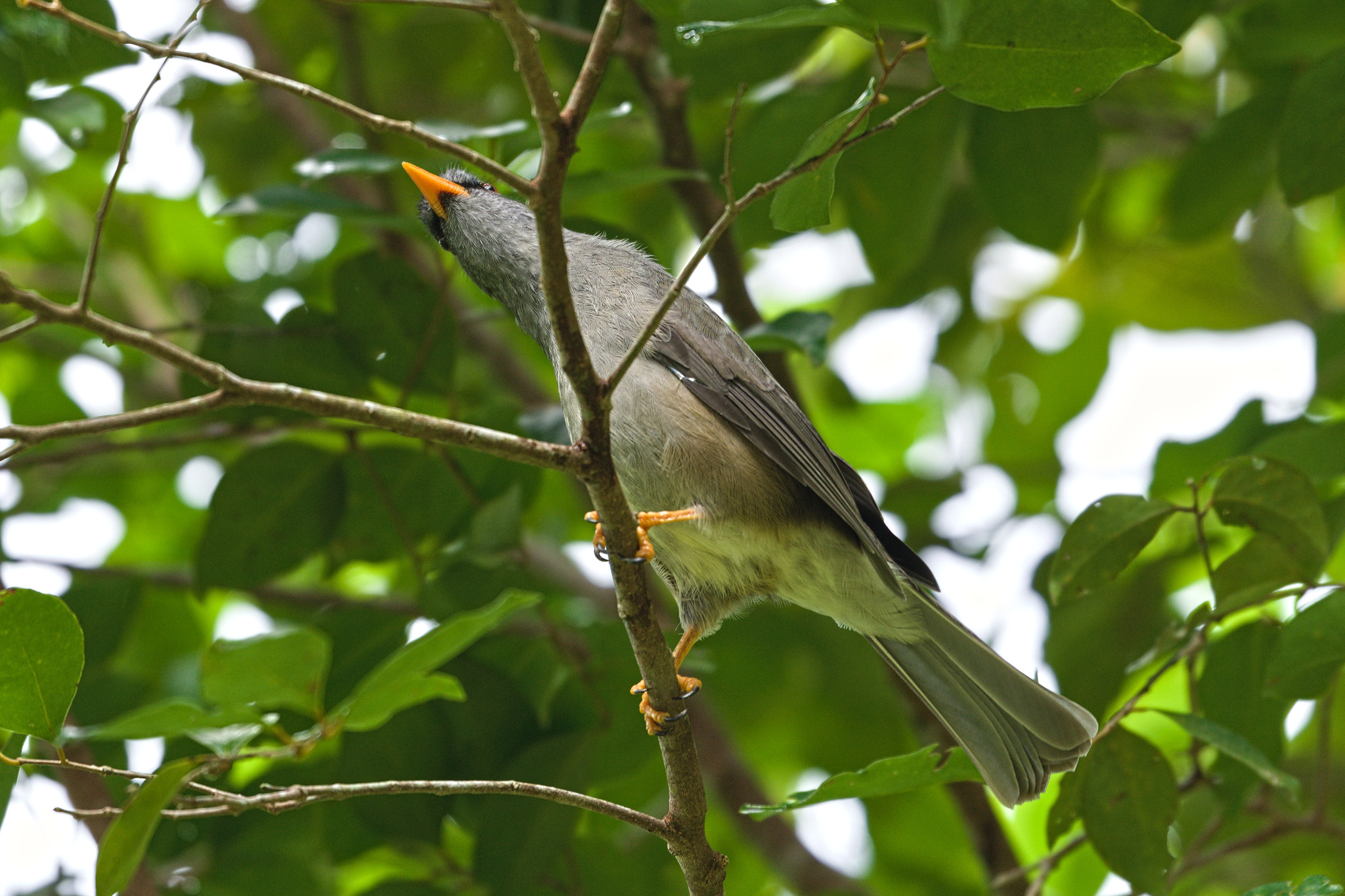 Mauritius Bulbul (Hypsipetes olivaceus), photo 9