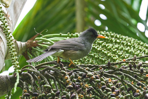 Mauritius Bulbul (Hypsipetes olivaceus)