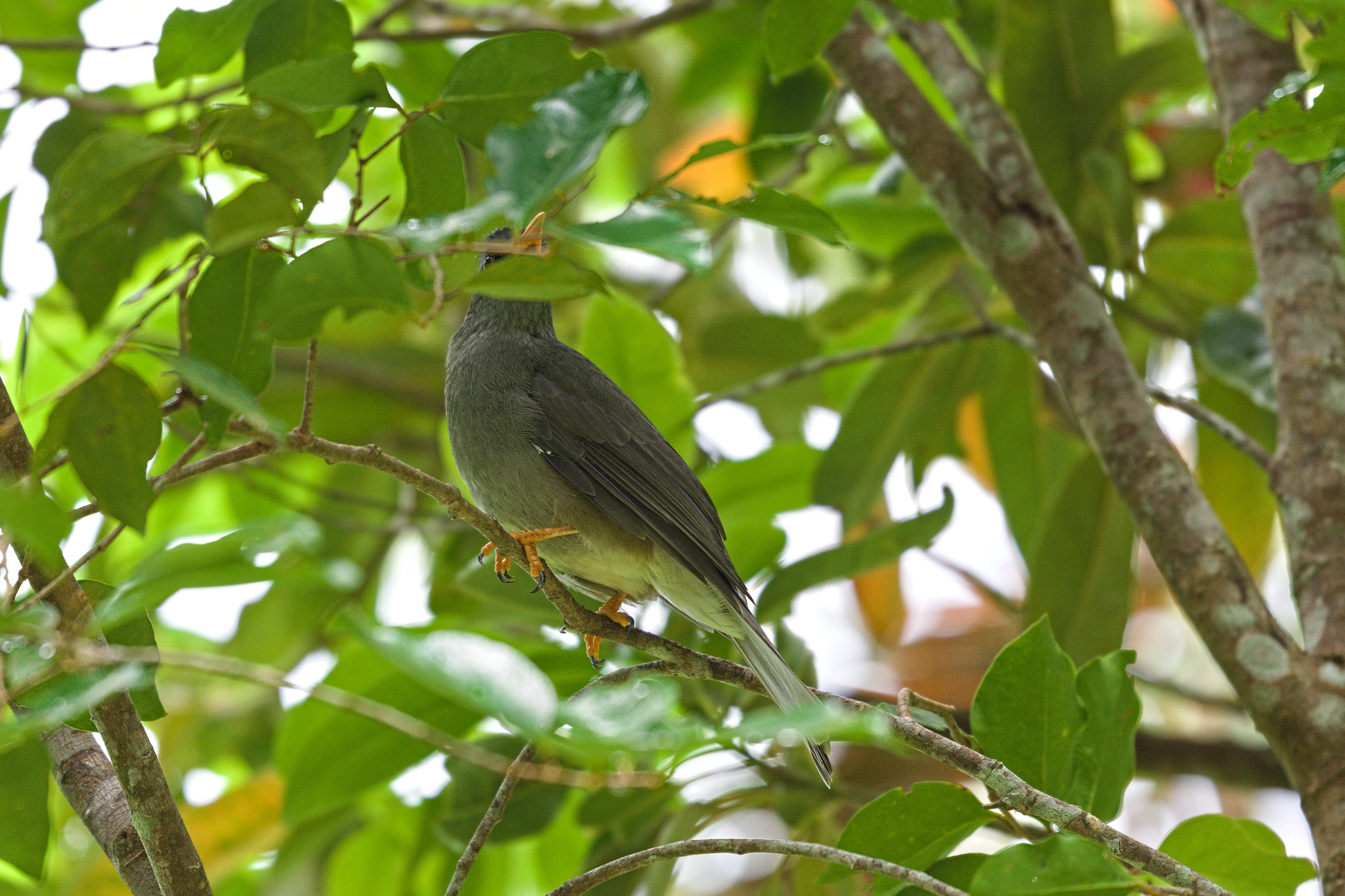Mauritius Bulbul (Hypsipetes olivaceus), photo 10