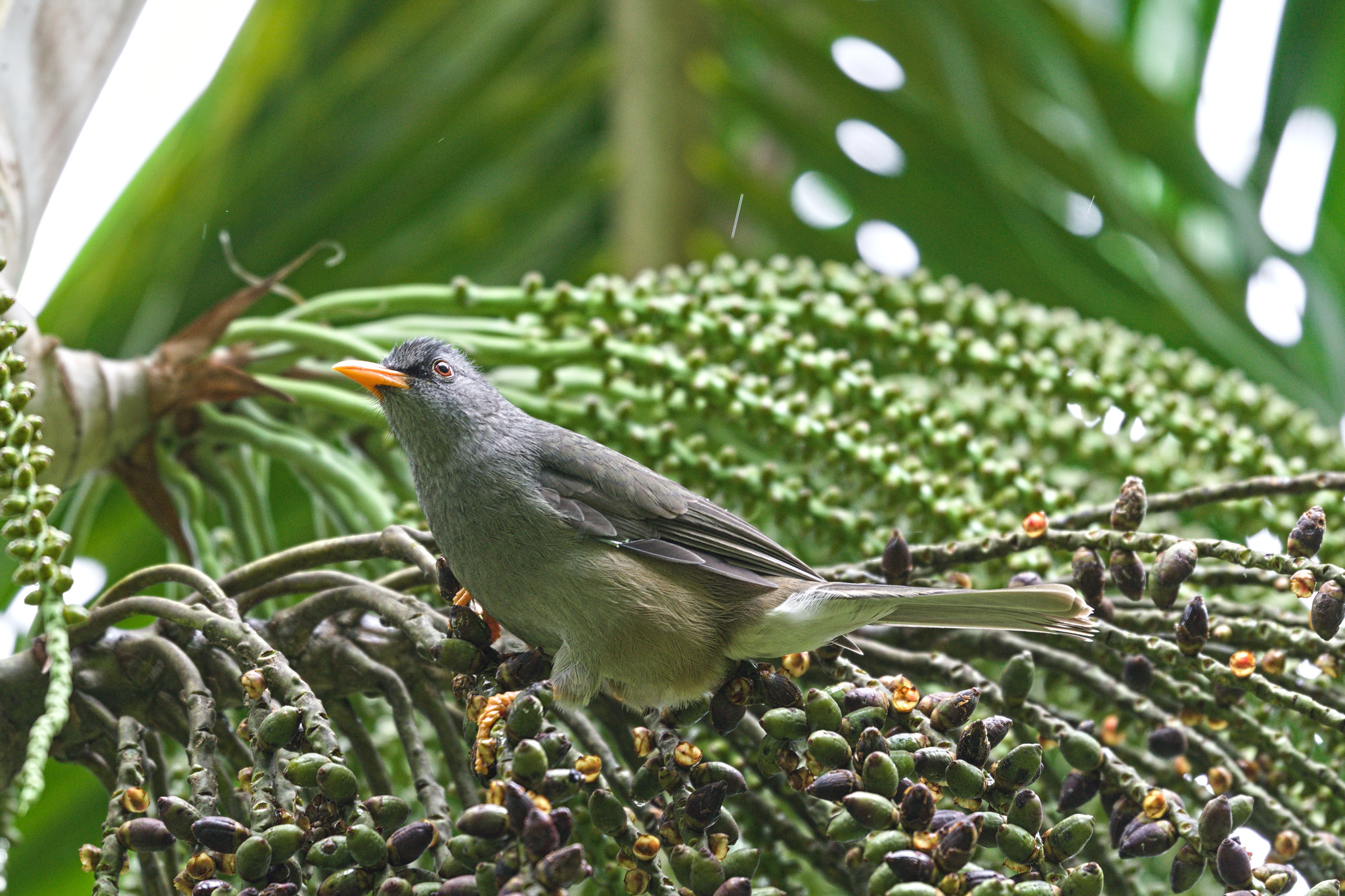 Mauritius Bulbul (Hypsipetes olivaceus), photo 2