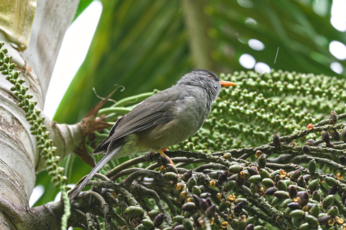 Mauritius Bulbul (Hypsipetes olivaceus), photo 5