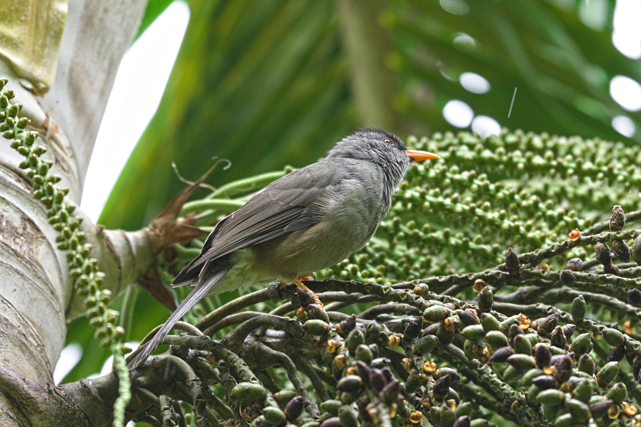 Mauritius Bulbul (Hypsipetes olivaceus), photo 7