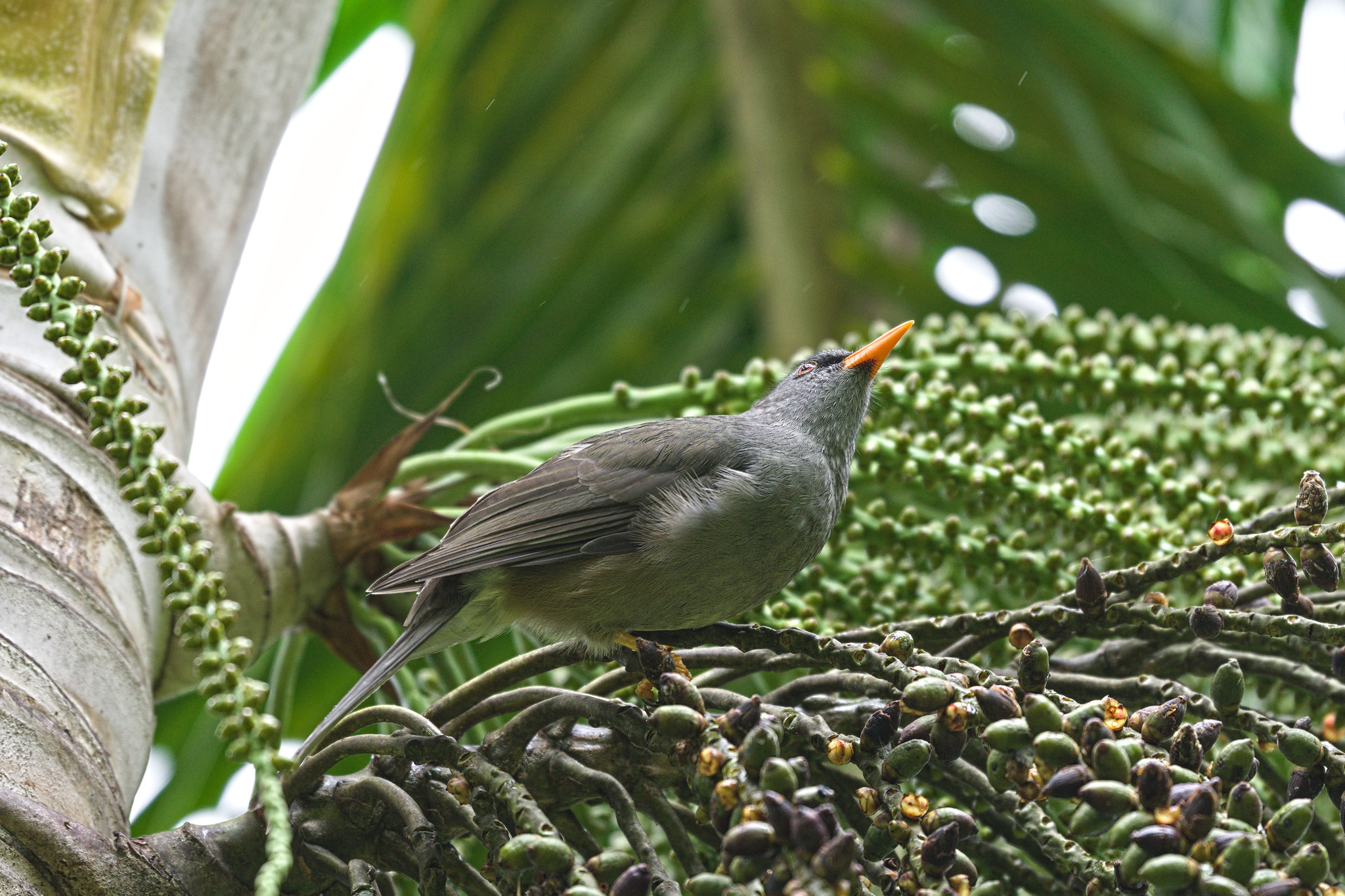 Mauritius Bulbul (Hypsipetes olivaceus), photo 8