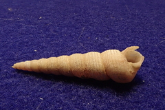 Turritella terebra