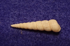 Turritella terebra