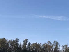 Cheramoeca leucosterna